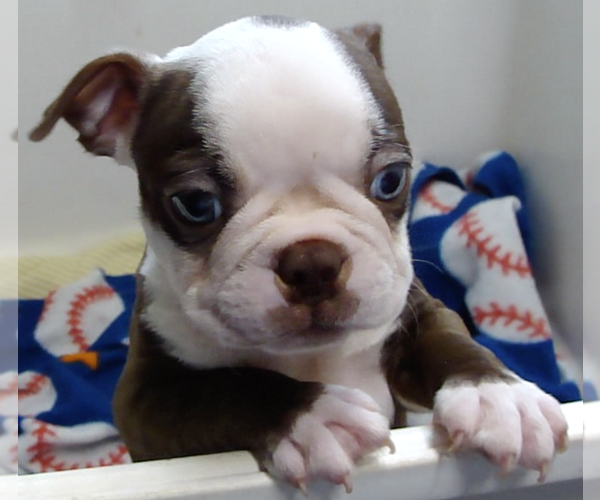 Medium Photo #3 Boston Terrier Puppy For Sale in BEND, OR, USA