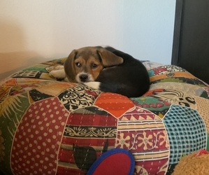 Beagle Puppy for sale in BAKERSFIELD, CA, USA