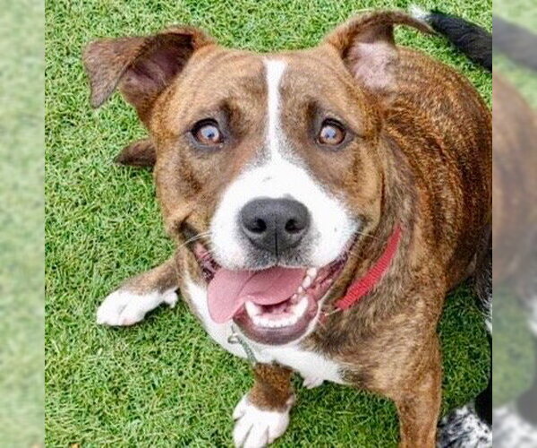 Medium Photo #13 Mutt Puppy For Sale in Canton, CT, USA