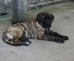 Small Mastiff