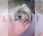 Small #2 Shih Tzu Mix