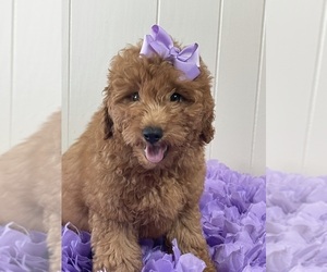 Goldendoodle (Miniature) Puppy for sale in KISSIMMEE, FL, USA