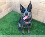 Small #2 Australian Cattle Dog Mix
