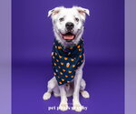Small Photo #12 Great Pyrenees-Unknown Mix Puppy For Sale in Fargo, ND, USA