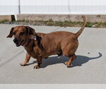 Small #11 Dachshund