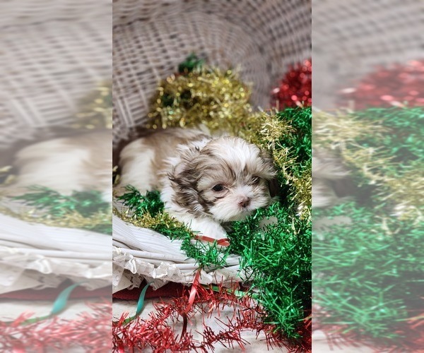 Medium Photo #16 Shih Tzu Puppy For Sale in GREENWOOD, WI, USA