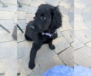 Golden Mountain Dog-Goldendoodle Mix Puppy for sale in OXNARD, CA, USA