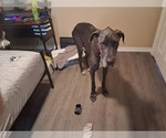 Small #1 Great Dane