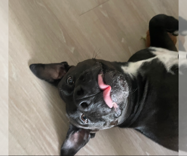 Medium Photo #5 American Pit Bull Terrier-Labrador Retriever Mix Puppy For Sale in Holly Springs, NC, USA