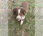 Small Photo #13 Australian Shepherd Puppy For Sale in MERIDIANVILLE, AL, USA