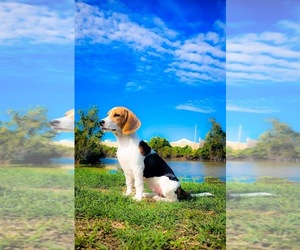 Beagle Puppy for sale in SUGAR LAND, TX, USA