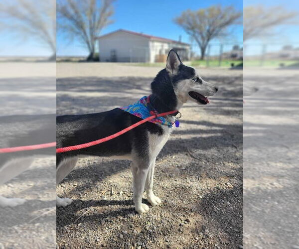 Medium Photo #3 Siberian Husky Puppy For Sale in Cedar Crest, NM, USA