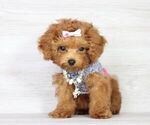 Small Photo #14 Poodle (Miniature) Puppy For Sale in LAS VEGAS, NV, USA
