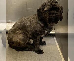 Tibetan Terrier-Unknown Mix Dogs for adoption in Modesto, CA, USA