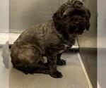 Small Tibetan Terrier Mix