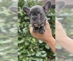 Small #7 French Bulldog