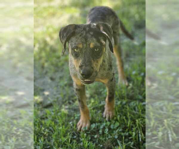 Medium Photo #6 Catahoula Leopard Dog-Unknown Mix Puppy For Sale in Wakefield, RI, USA