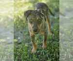 Small #5 Catahoula Leopard Dog Mix