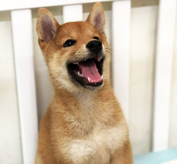 Shiba Inu Puppy for sale in SAN JOSE, CA, USA