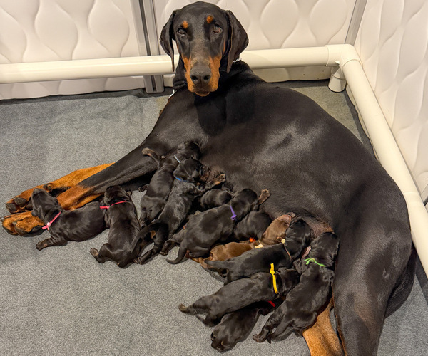 Medium Photo #3 Doberman Pinscher Puppy For Sale in LAKELAND, FL, USA