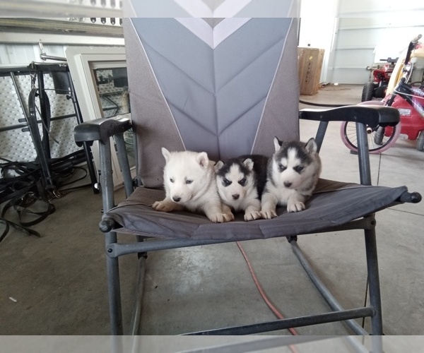 Medium Photo #4 Siberian Husky Puppy For Sale in WESTCLIFFE, CO, USA