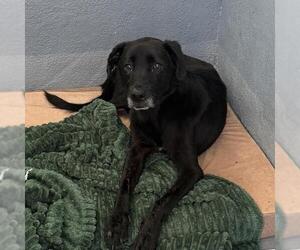 Glory - Female Labrador Retriever-Unknown Mix Dog for Adoption - Photo #14