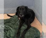 Small #13 Labrador Retriever Mix