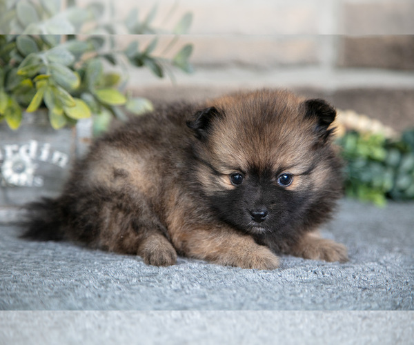 Medium Photo #2 Pomeranian Puppy For Sale in SHIPSHEWANA, IN, USA