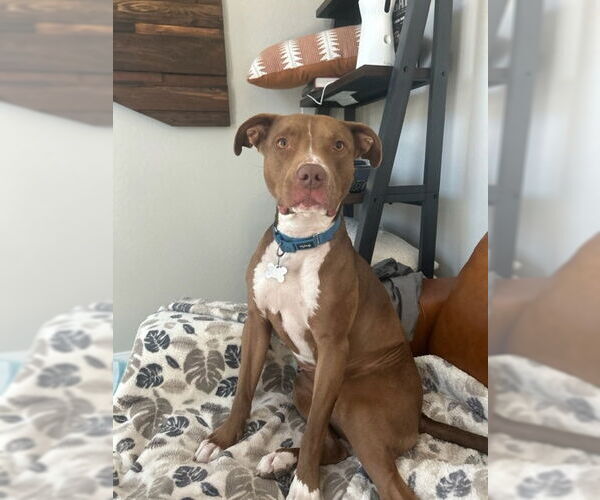 Medium Photo #10 Boxer-Staffordshire Bull Terrier Mix Puppy For Sale in Chandler, AZ, USA