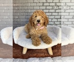 Small #6 Goldendoodle