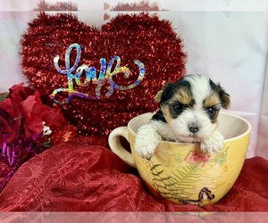 Morkie Puppy for sale in CASSVILLE, MO, USA