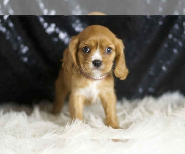 Medium Photo #85 Cavalier King Charles Spaniel Puppy For Sale in WARSAW, IN, USA