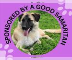 Small #3 Anatolian Shepherd Mix