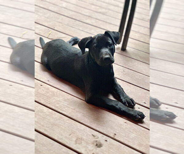 Medium Photo #6 Labrador Retriever-Unknown Mix Puppy For Sale in Mooresville, NC, USA