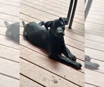Small Photo #6 Labrador Retriever-Unknown Mix Puppy For Sale in Mooresville, NC, USA