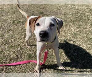 American Pit Bull Terrier-Labrador Retriever Mix Dogs for adoption in Corpus Christi, TX, USA