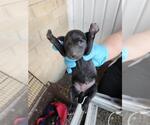 Small Labrador Retriever Mix