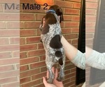 Small Photo #5 German Shorthaired Pointer Puppy For Sale in MARIETTA, GA, USA
