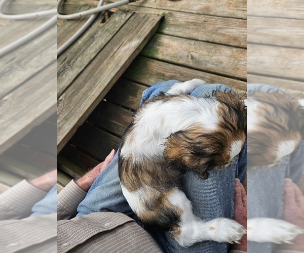 Medium Photo #10 Cocker Spaniel Puppy For Sale in FANCY GAP, VA, USA