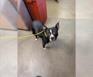 Medium American Pit Bull Terrier