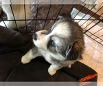 Small Photo #5 Pomsky Puppy For Sale in PANAMA CITY, FL, USA