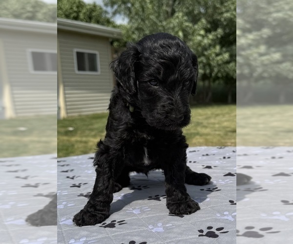 Medium Photo #3 Goldendoodle Puppy For Sale in HOWARD CITY, MI, USA