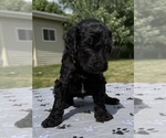 Small Photo #53 Goldendoodle Puppy For Sale in HOWARD CITY, MI, USA