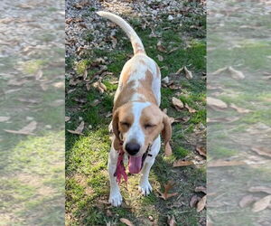 Beagle Dogs for adoption in Foristell, MO, USA