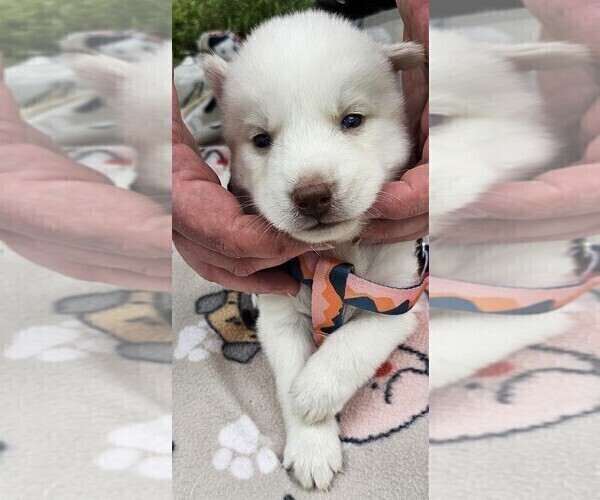 Medium Photo #5 Siberian Husky Puppy For Sale in CAMDENTON, MO, USA