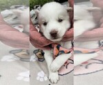 Small #4 Siberian Husky