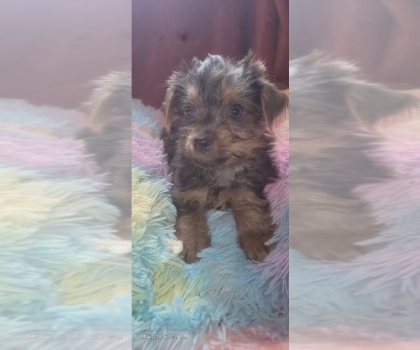 Medium Photo #2 Yorkshire Terrier Puppy For Sale in AKRON, OH, USA