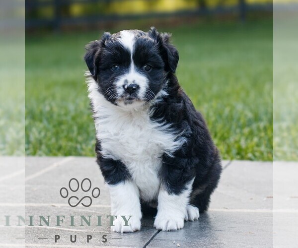 Medium Photo #3 Miniature Australian Shepherd Puppy For Sale in COATESVILLE, PA, USA