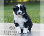 Small #2 Miniature Australian Shepherd