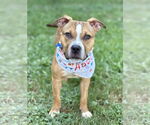 Small #1 American Pit Bull Terrier Mix